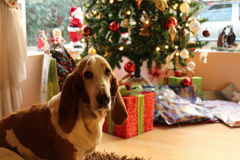 Weihnachtszeit und Hundeglück – So machst du die Feiertage hundefreundlich