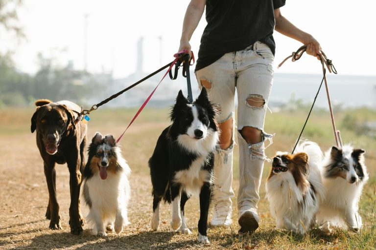 Leinen-Sicherheit für Hunde – wichtig zu achten