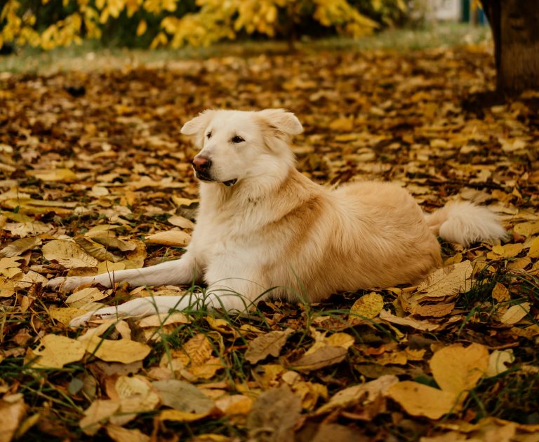 Hund im Herbst