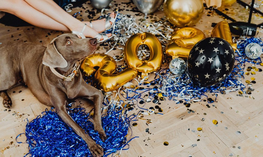 elevenants hunde am neues Jahr
